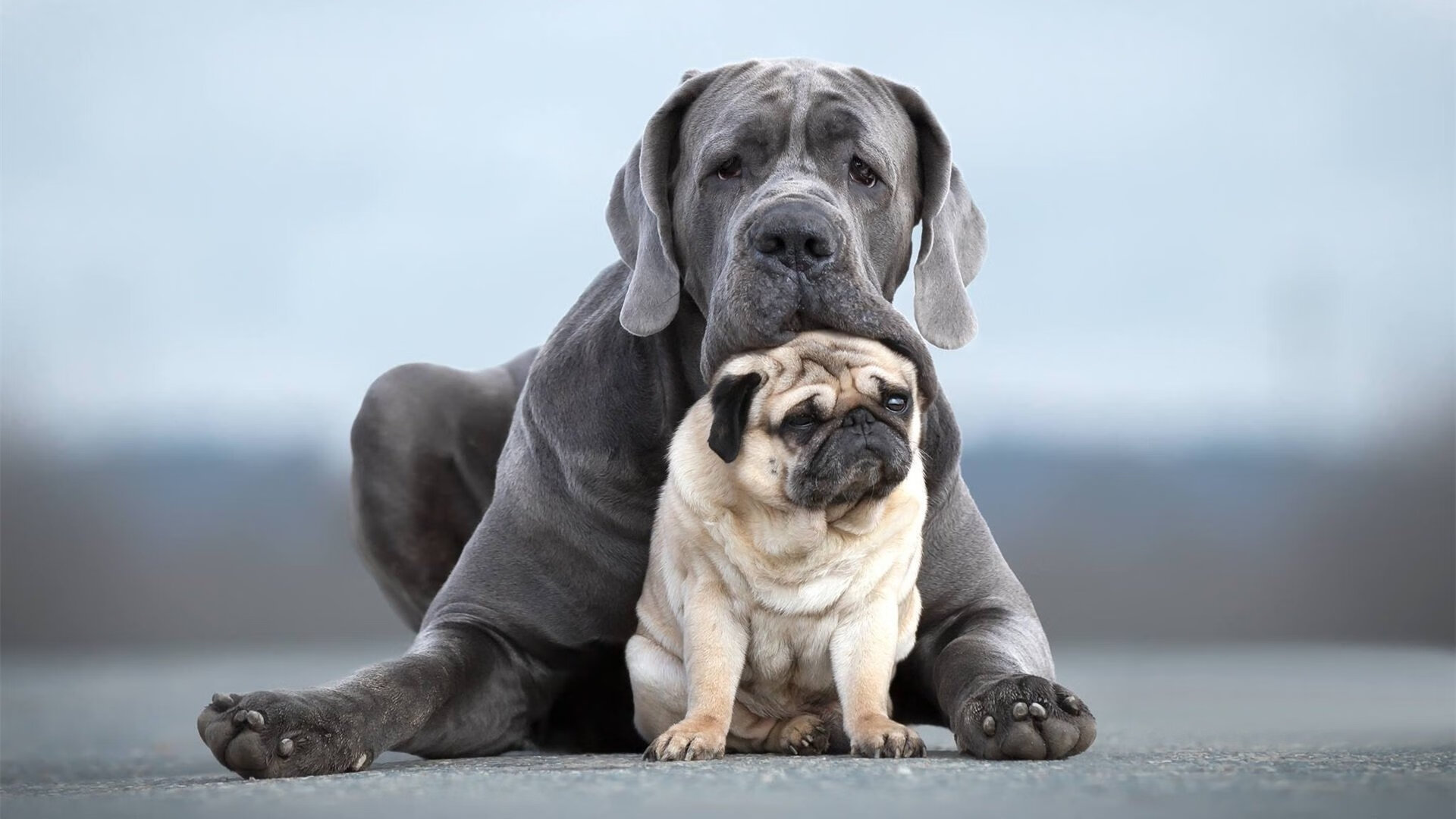 _温暖瞬间:运动员赛后帮助对手站起来_,运动员受伤后继续比赛的精神