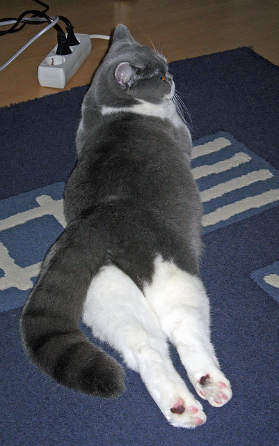 开云·体育官网-_运动康复展：科技助力运动员伤后修复_，设计一份运动员损伤康复方案