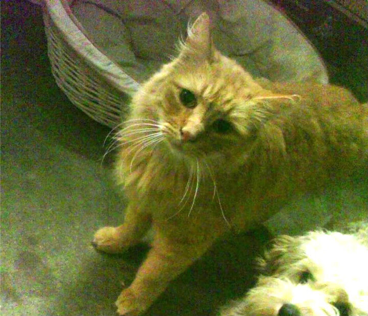 “未来精准战术制定:AI、大数据如何深度融合推动竞技水平突破”