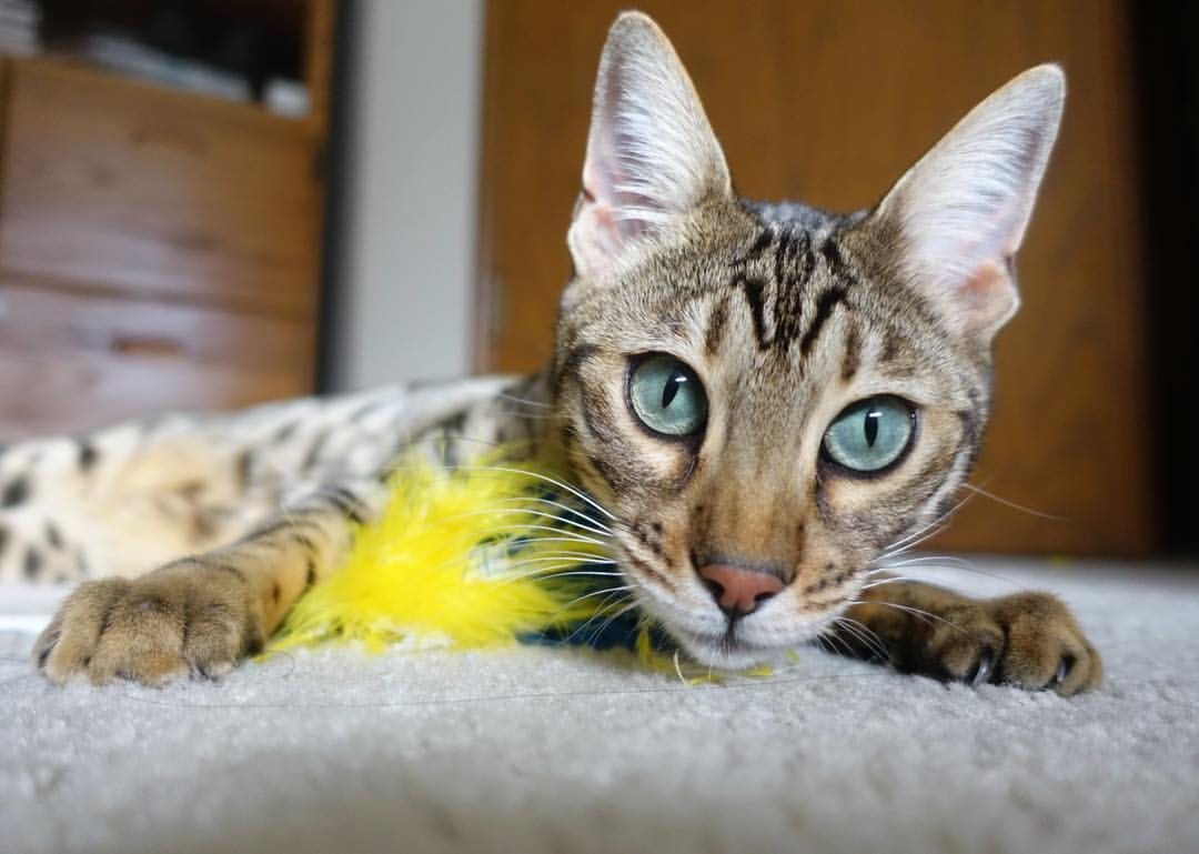 kaiyun登录入口-巴西骑手安娜·卡塔琳娜在巴黎奥运会障碍赛中获得铜牌，表现出色。