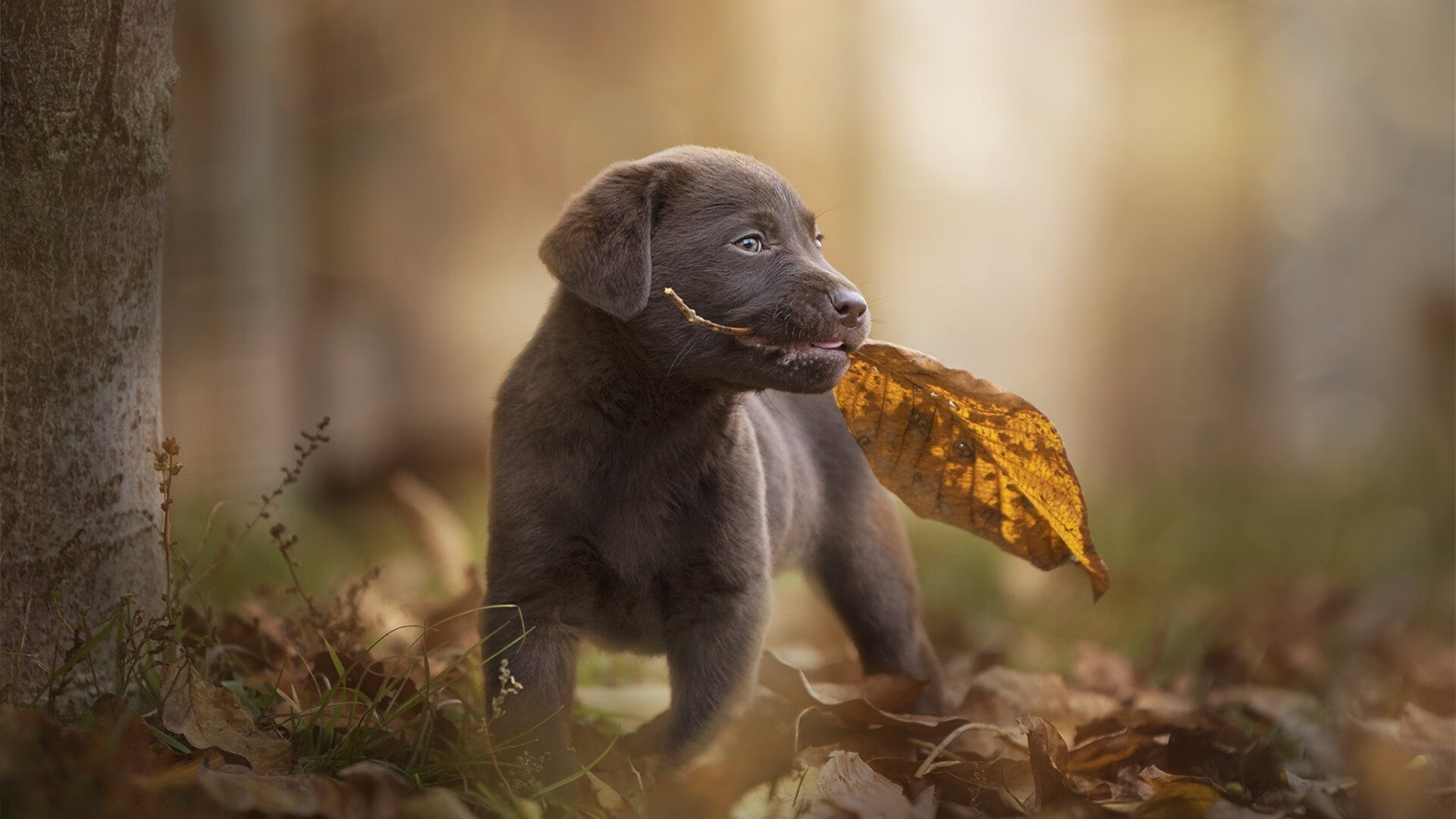 电竞产业与文化产业的结合：电竞小说与动漫改编，电竞系列文