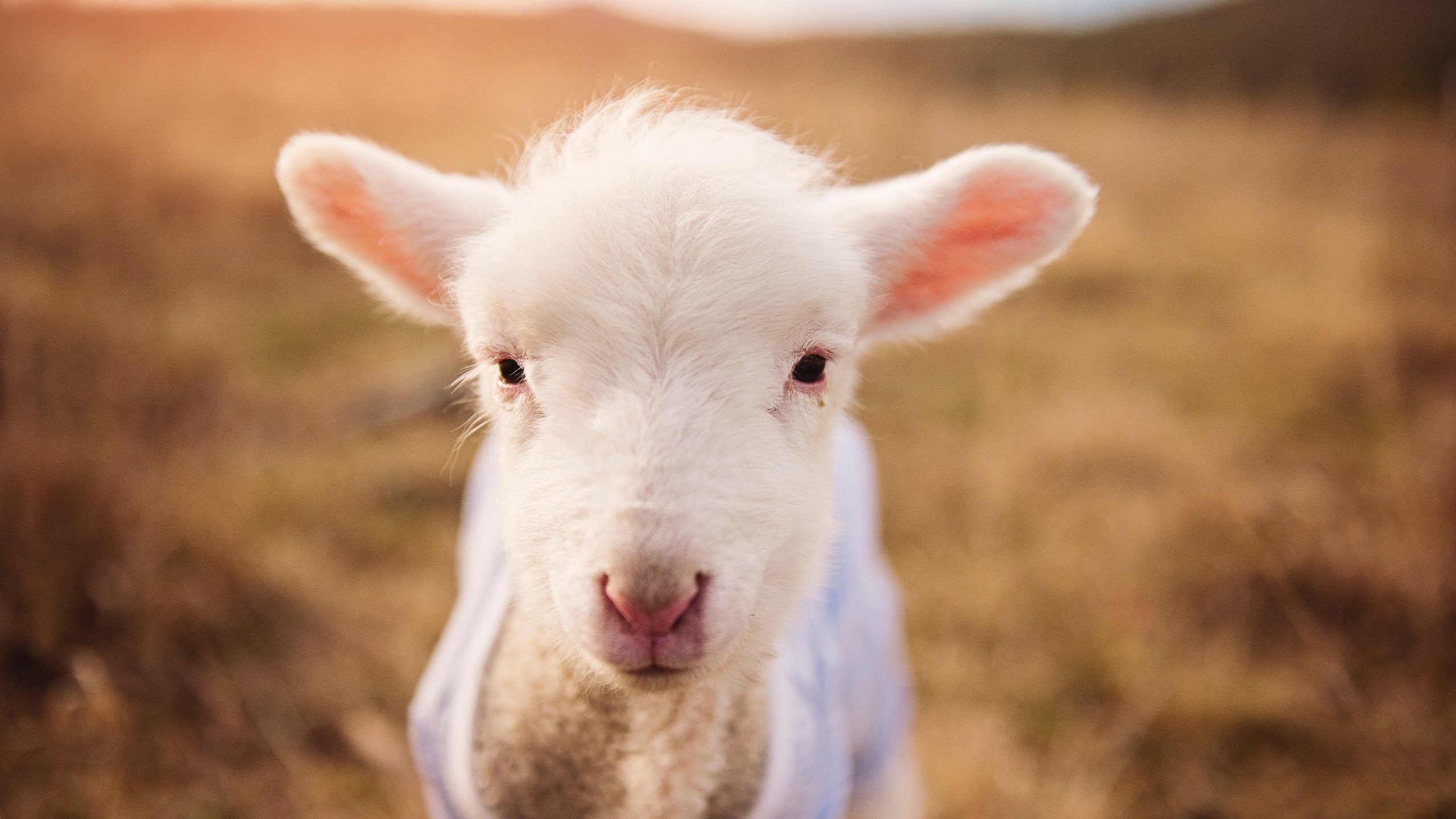 CBA最佳阵容出炉 冠军球队包揽各项奖项,cba历史最佳阵容颁奖