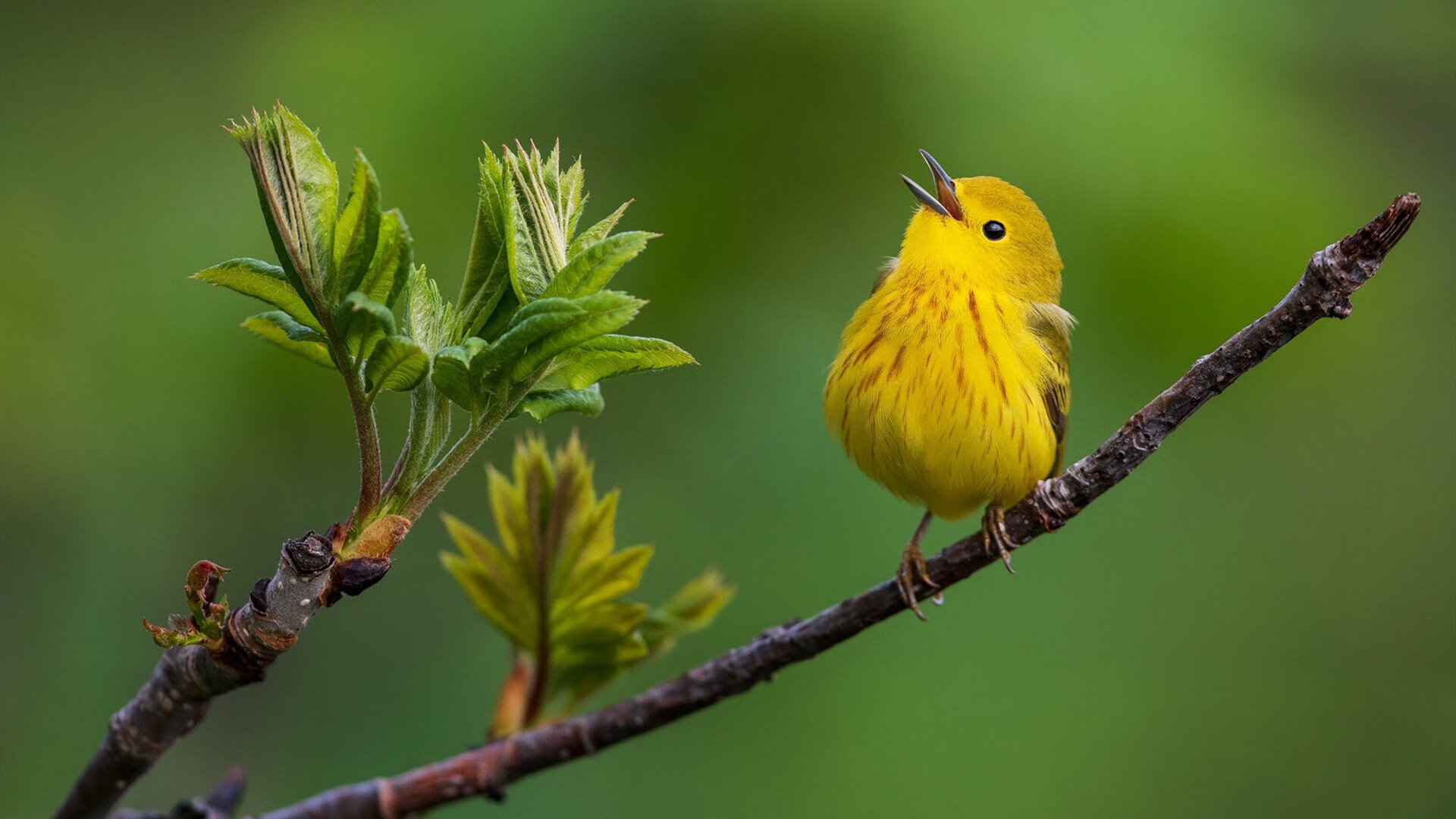 kaiyun官方网站-哈特尔浦攻防转换迅速，维多利亚公园稳扎稳打，哈维尔德尔加多