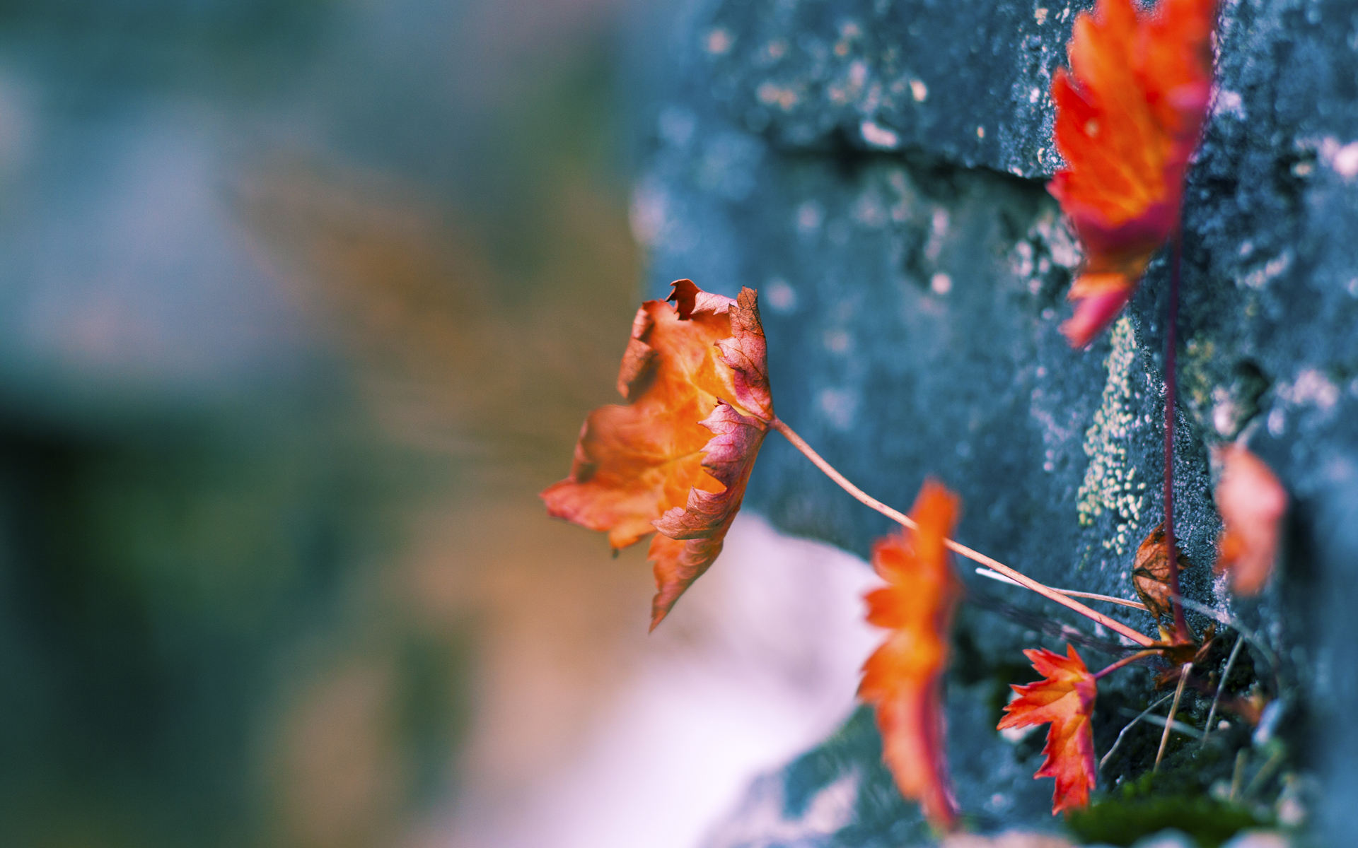 KAIYUN 中国大陆-墨西哥男足在巴黎奥运会上表现出色，赢得银牌，奥运男足墨西哥与巴西
