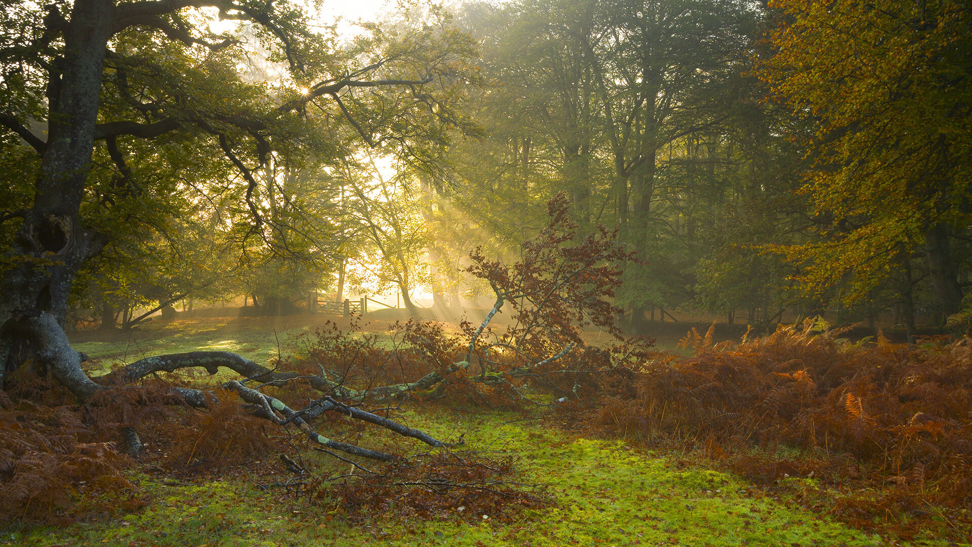 开拓者骑士激战，场上打法展现精彩绝伦，开拓者对骑士央视