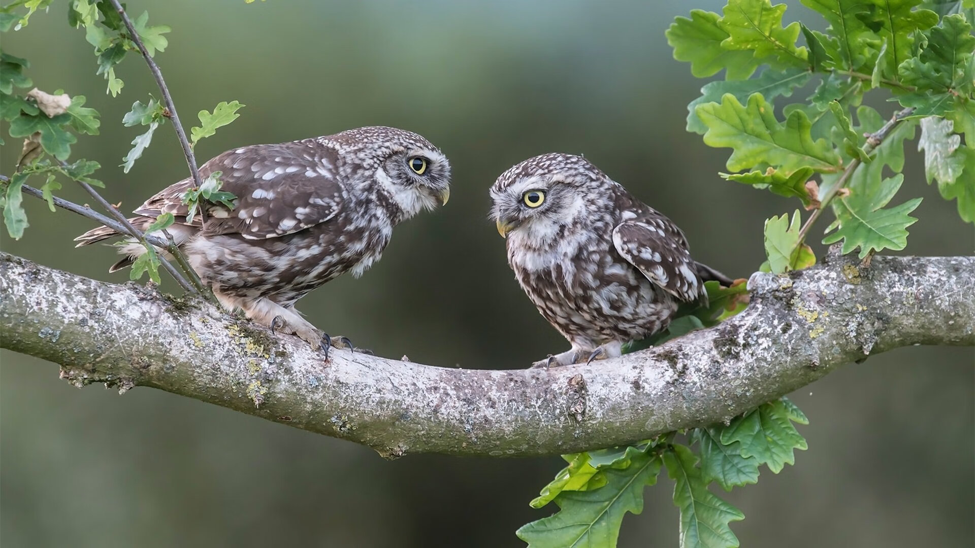 开云·体育官网APP下载-急速比拼：山东队众将团结一致取得胜利，山东队的