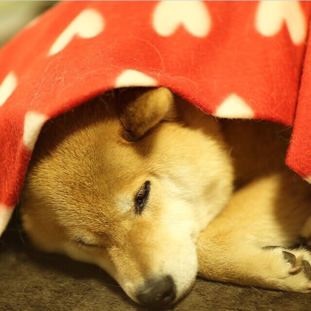 KAIYUN 中国大陆-欧洲杯预选赛中的精彩时刻：全场观众欢腾不已，欧洲杯预选赛回顾