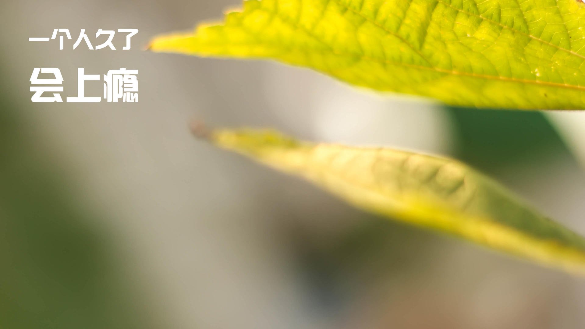 开云网站-热议F1赛车极速背后的工程团队，f1赛车极速测试