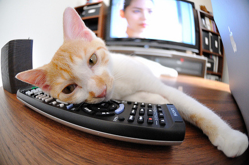 黄蜂队球队团队协作明显加强，黄蜂队人员