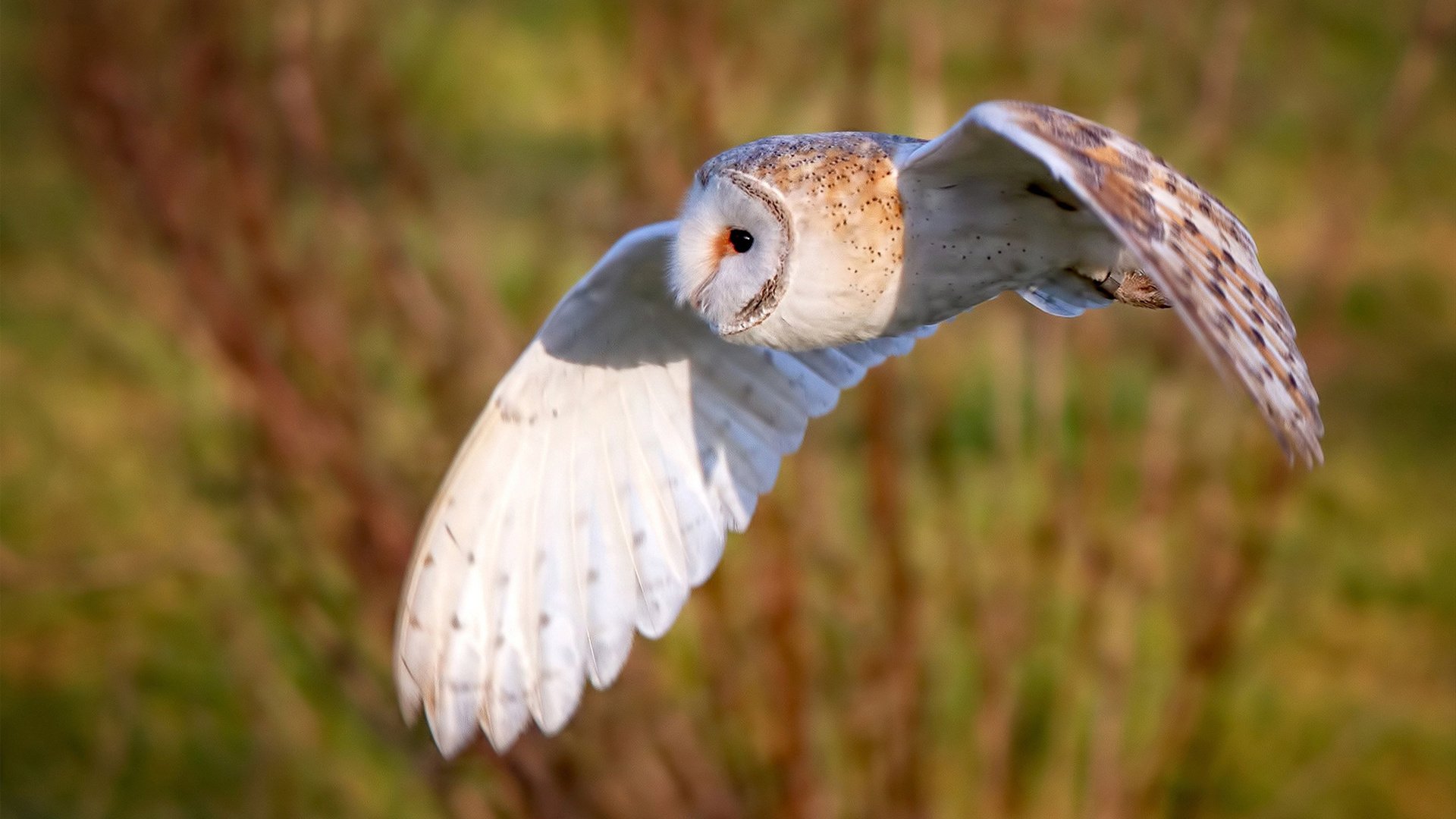 NBA球员场上领导力培养,nba球员训练力量方法
