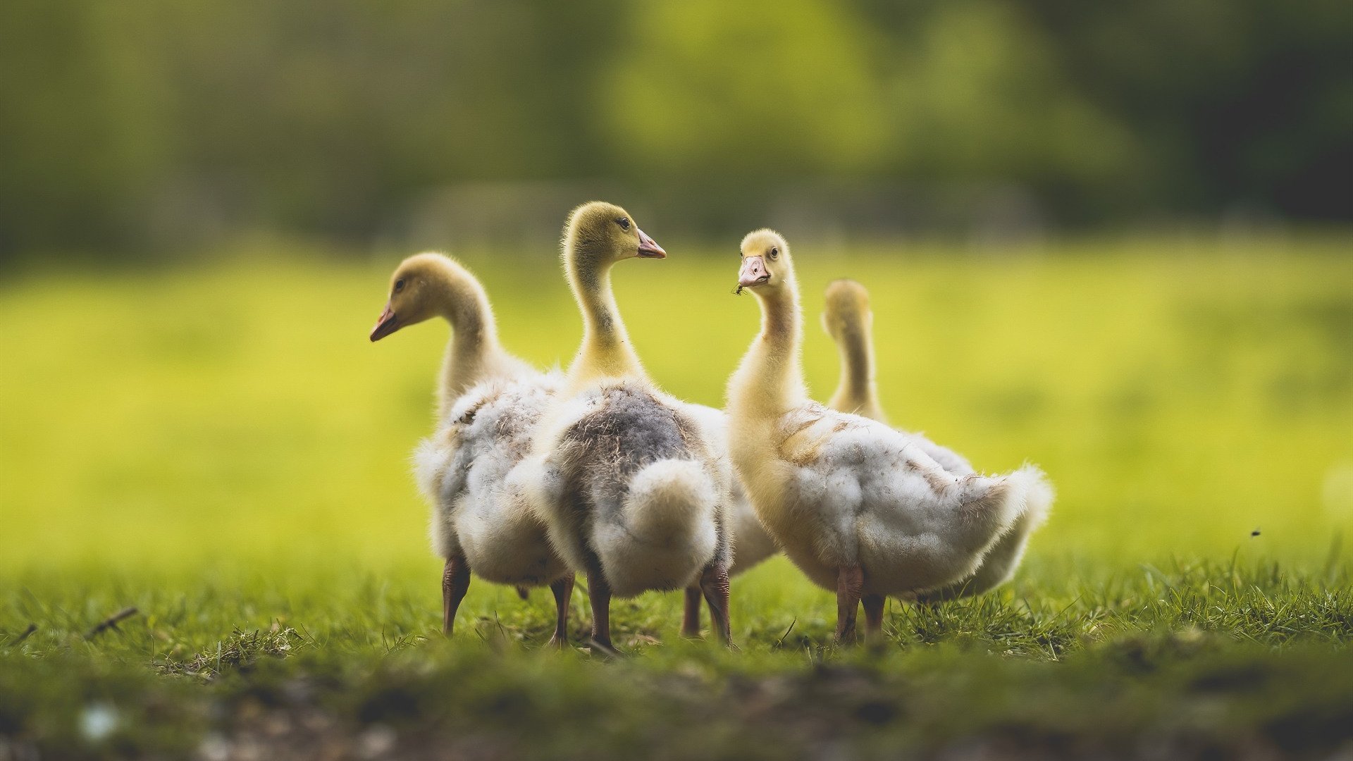 Chinese Taipei在2024年混合团体世界杯的表现全纪录