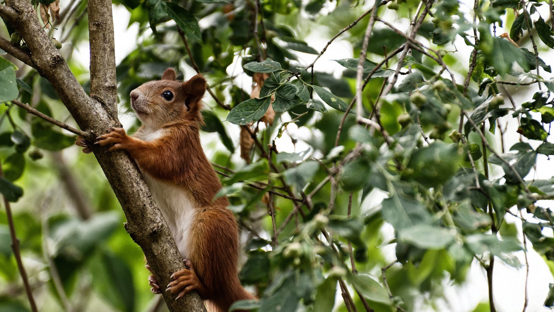 “巴黎再失世界冠军,姆巴佩决赛迷失”