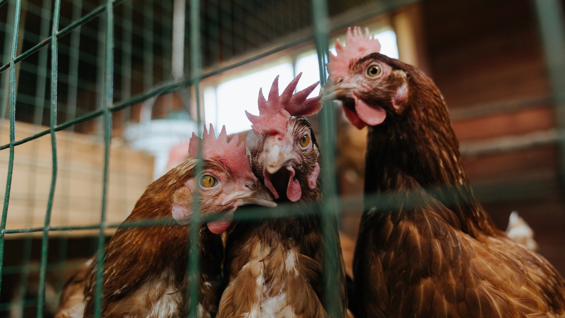 明星球员商业价值全面排名,十大明星球员