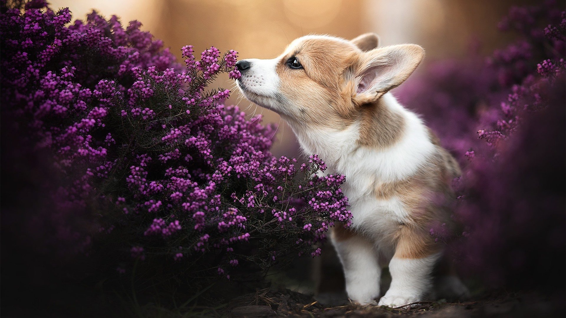 开云官网-中国足球职业联赛推动可持续商业发展模式，我国职业足球联赛