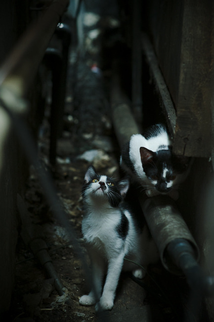 水球小组赛朝鲜表现顽强,水球运动比赛视频